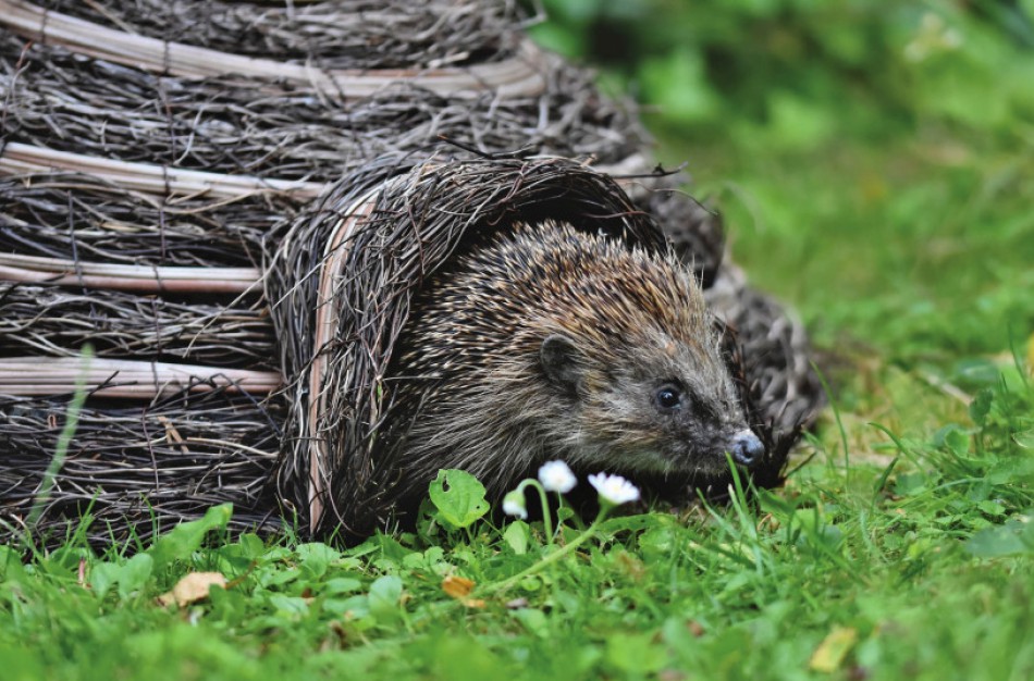 Praėjusią savaitę į autoįvykius pateko per 140 laukinių gyvūnų