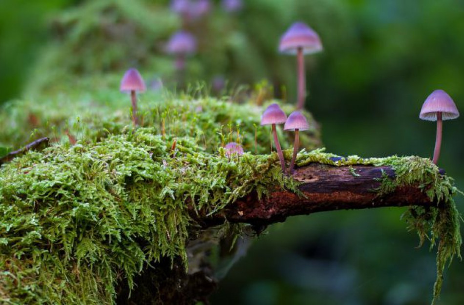 Ar žinote, kaip atpažinti apsinuodijimą grybais?