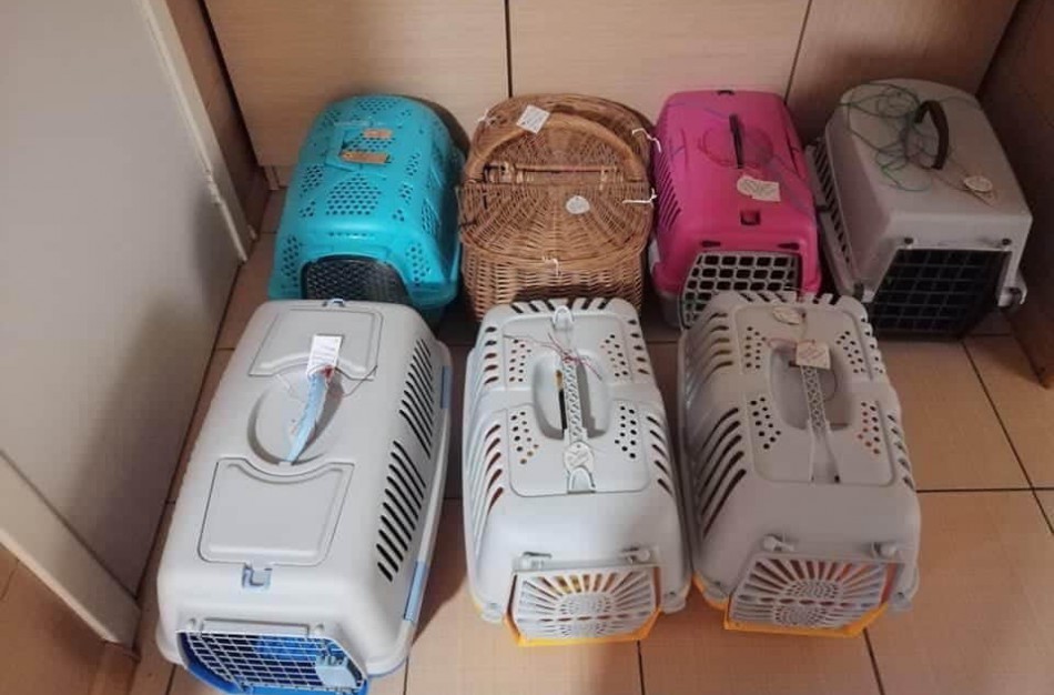 Siekiant mažinti beglobių gyvūnų skaičių, nemokamai iškastruota daugiau nei 40 keturkojų