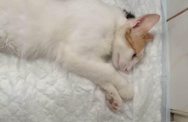 Siekiant mažinti beglobių gyvūnų skaičių, nemokamai iškastruota daugiau nei 40 keturkojų