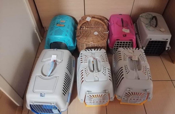 Siekiant mažinti beglobių gyvūnų skaičių, nemokamai iškastruota daugiau nei 40 keturkojų