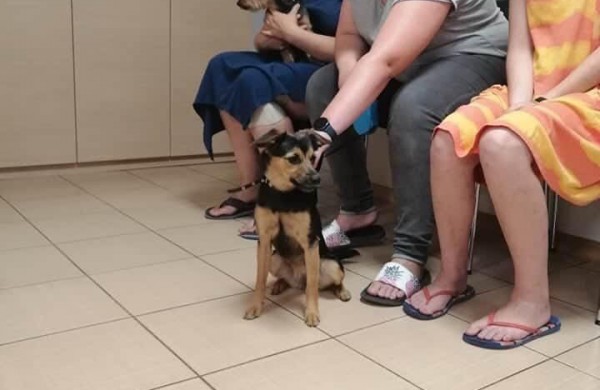 Siekiant mažinti beglobių gyvūnų skaičių, nemokamai iškastruota daugiau nei 40 keturkojų