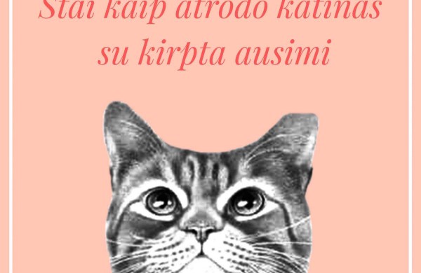 Siekiant mažinti beglobių gyvūnų skaičių, nemokamai iškastruota daugiau nei 40 keturkojų