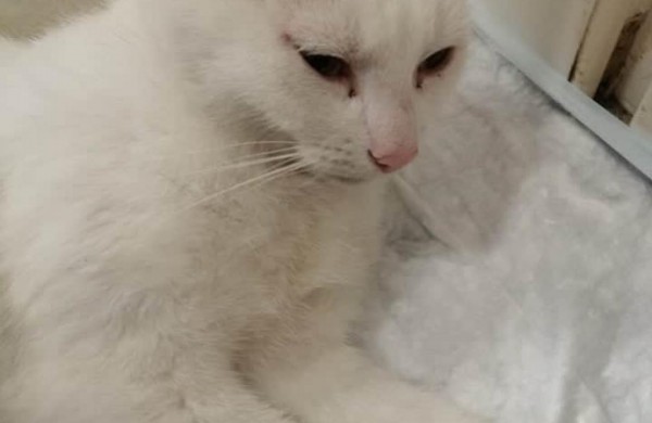 Siekiant mažinti beglobių gyvūnų skaičių, nemokamai iškastruota daugiau nei 40 keturkojų