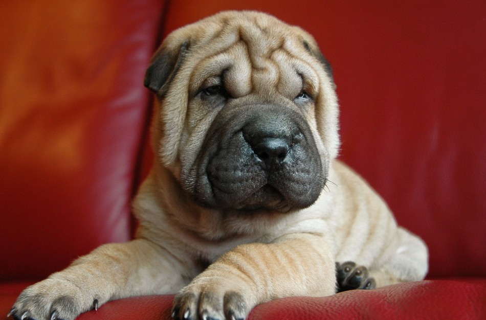 ES institucijomis bendradarbiaujant, išaiškinama daugiau gyvūnų dokumentų klastojimo atvejų