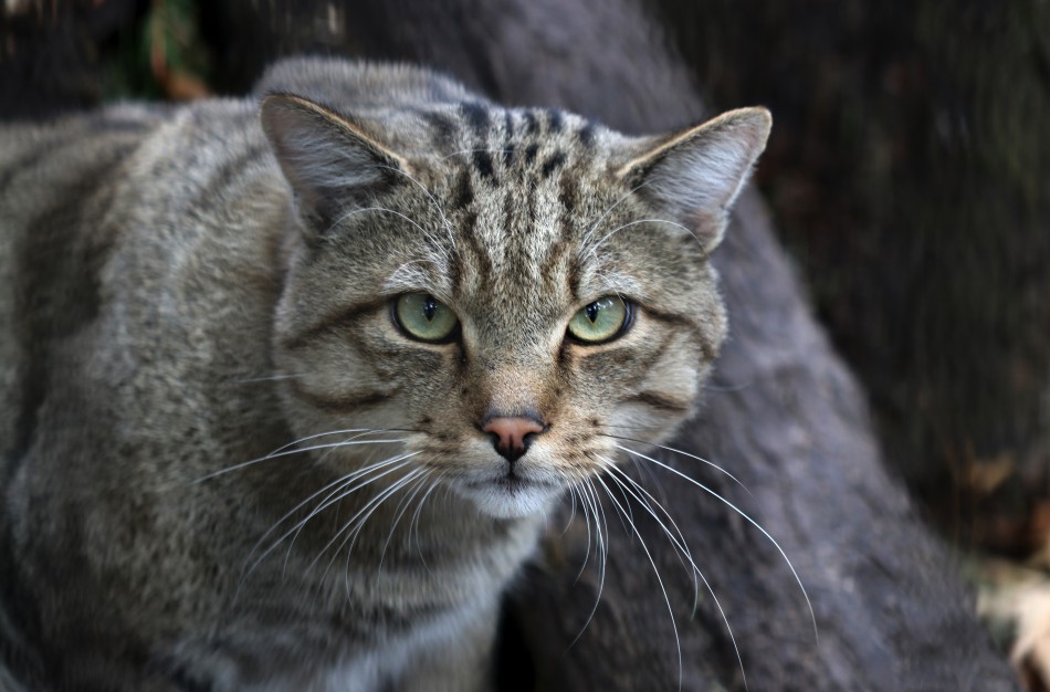 Tarptautinę kačių dieną Lietuvos zoologijos sodas kviečia susipažinti su miškinių kačių šeima