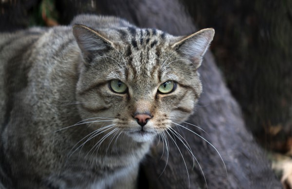 Tarptautinę kačių dieną Lietuvos zoologijos sodas kviečia susipažinti su miškinių kačių šeima