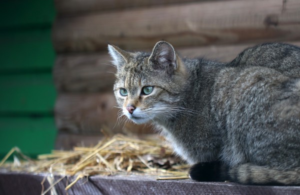 Tarptautinę kačių dieną Lietuvos zoologijos sodas kviečia susipažinti su miškinių kačių šeima