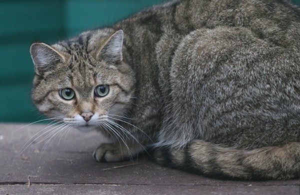 Tarptautinę kačių dieną Lietuvos zoologijos sodas kviečia susipažinti su miškinių kačių šeima