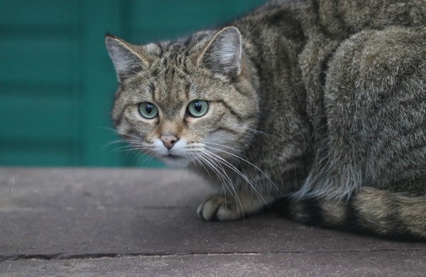Tarptautinę kačių dieną Lietuvos zoologijos sodas kviečia susipažinti su miškinių kačių šeima