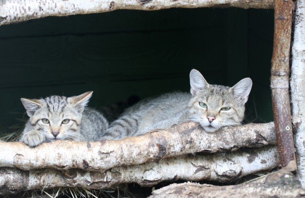 Tarptautinę kačių dieną Lietuvos zoologijos sodas kviečia susipažinti su miškinių kačių šeima