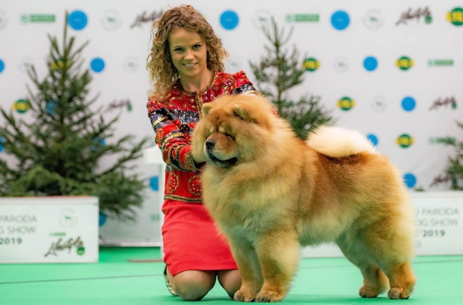 Jonaviečių išveisti čiau čiau garsina Lietuvą: šuniukais žavisi ir amerikiečiai, ir vietnamiečiai