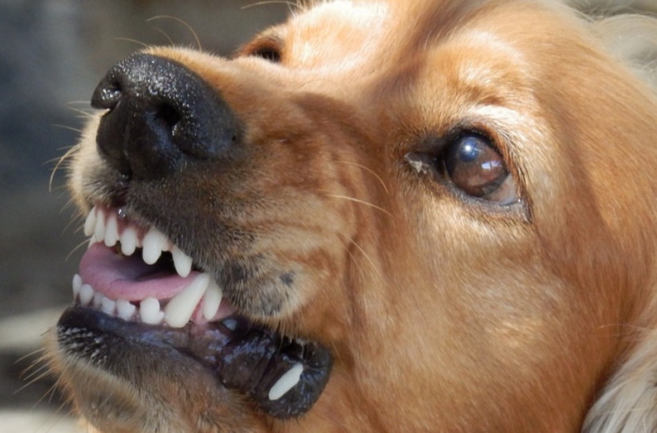 Šiais metais buvo apkandžioti ir dėl to medicinos pagalbos pasiprašė 22 jonaviečiai: ką reikia žinoti apie pasiutligę? 