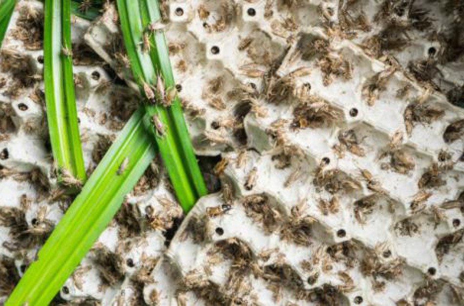 Parengtos gairės planuojantiems auginti ir maistui naudoti vabzdžius