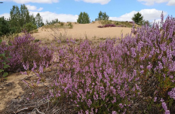 Jonavos TIC kviečia surinkti rajono seniūnijų magnetukų kolekciją