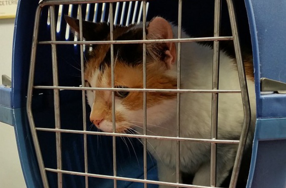 Keliaujant su gyvūnais augintiniais ar siunčiant juos į užsienį, reikia laikytis reikalavimų