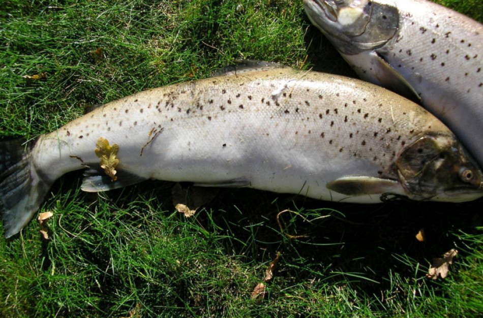 Lašišų ir šlakių žvejybos rudens sezonas – nuo rugsėjo pirmosios