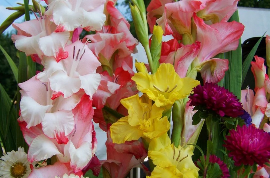 Rugsėjo 1-oji - Mokslo ir žinių diena