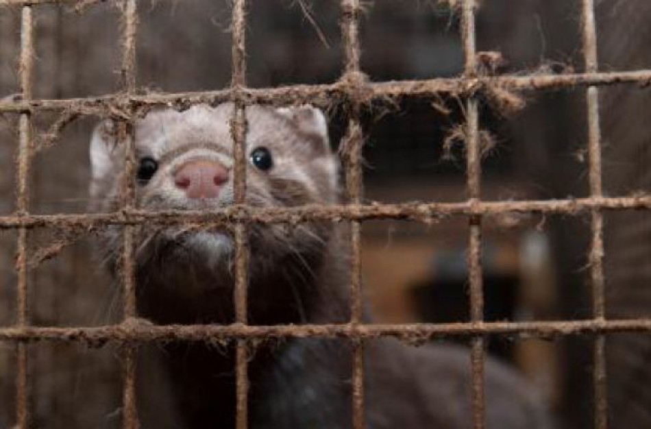 Kailinių žvėrelių augintojams – valstybės pagalba