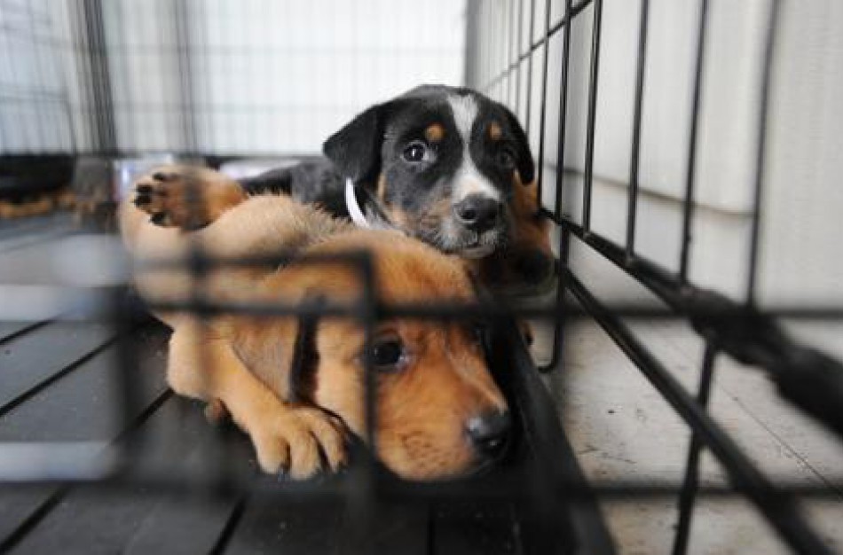 VMVT gavo per 250 pranešimų apie gyvūnų laikymo sąlygų pažeidimus, pradėta 12 tyrimų