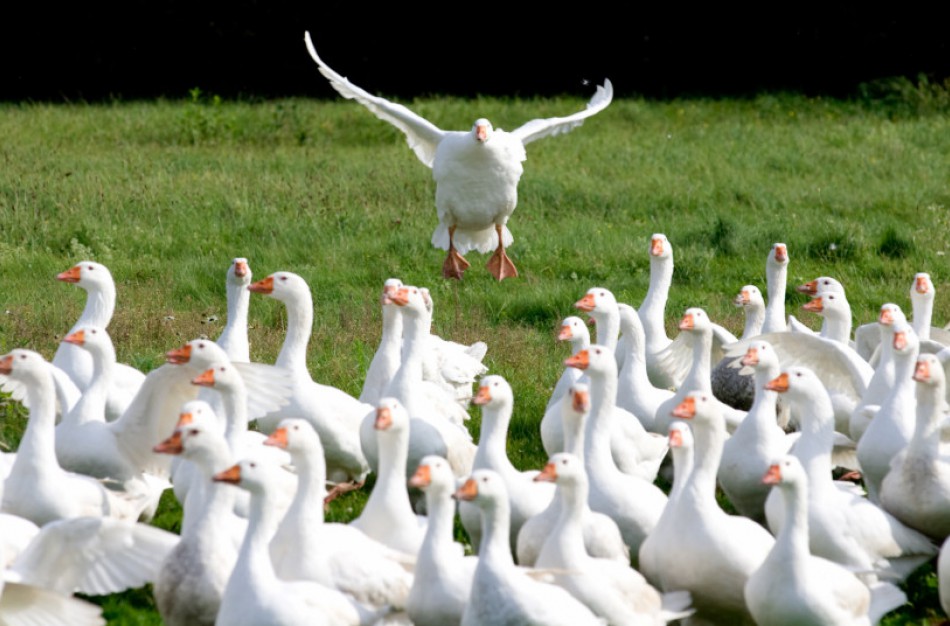 Rudeninė paukščių migracija vėl primena apie paukščių gripo pavojų
