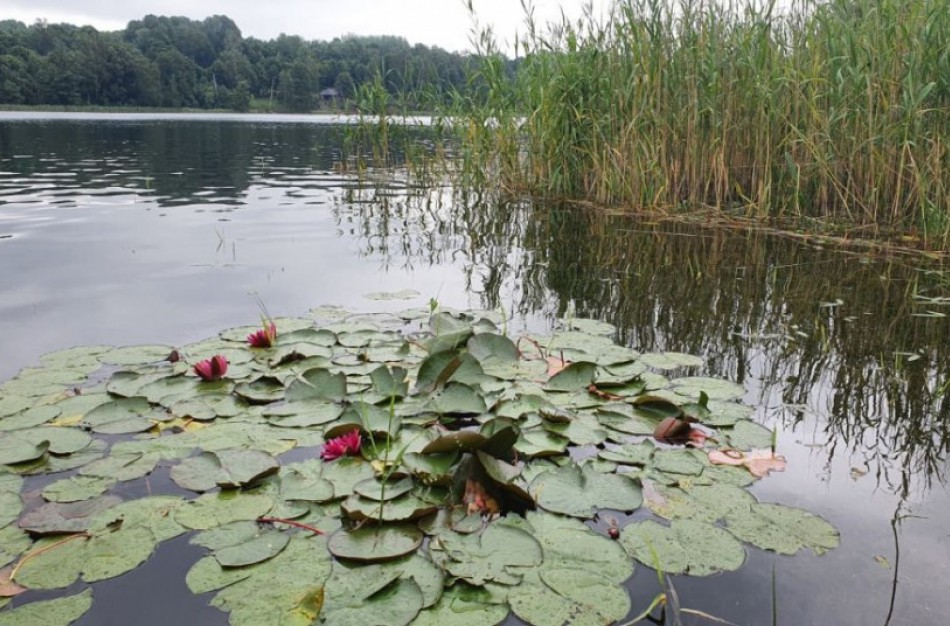 Natūraliuose vandens telkiniuose aplinkai puošti draudžiama auginti svetimžemes lelijas