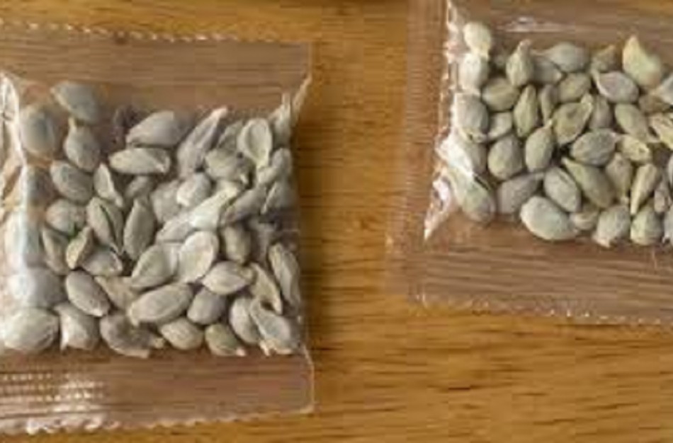 Iš egzotinių šalių gauti neužsakytų sėklų siuntiniai kelia pavojų