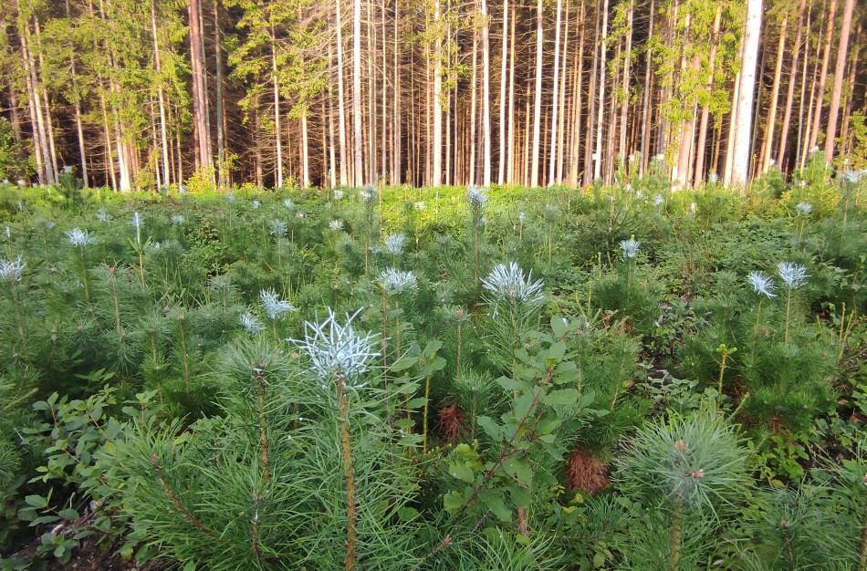 Miškininkai pradeda svarbiausius rudens darbus - želdinių saugojimą nuo gyvūnų