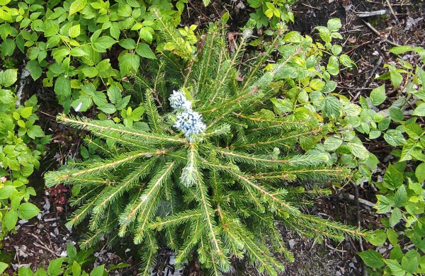 Miškininkai pradeda svarbiausius rudens darbus - želdinių saugojimą nuo gyvūnų