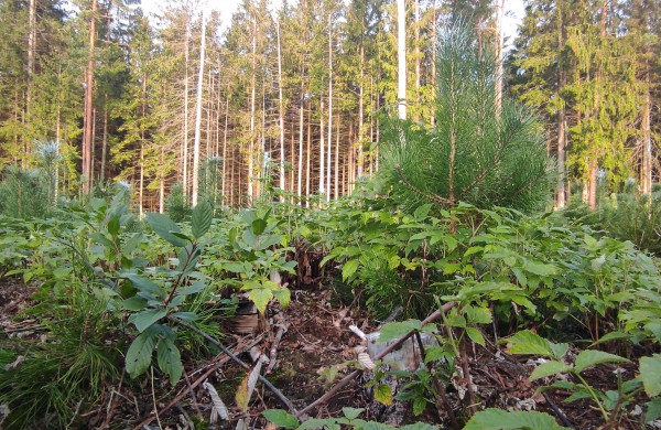 Miškininkai pradeda svarbiausius rudens darbus - želdinių saugojimą nuo gyvūnų