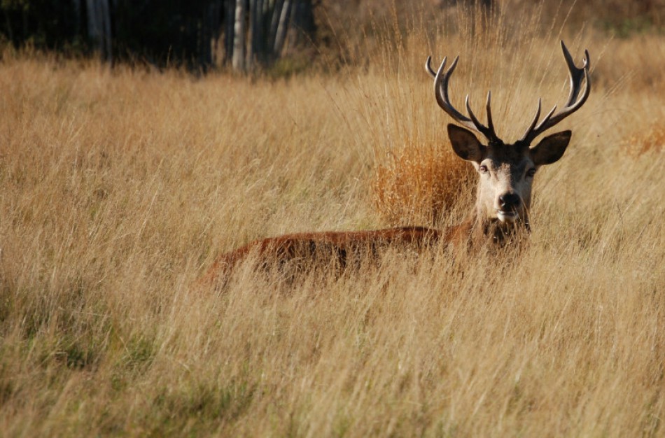 Akcija „Medžioklė“: stiprinama tauriųjų elnių ir briedžių apsauga