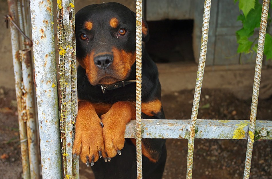 Kreiptasi į STT dėl galimos korupcijos Valstybinėje maisto ir veterinarijos tarnyboje 