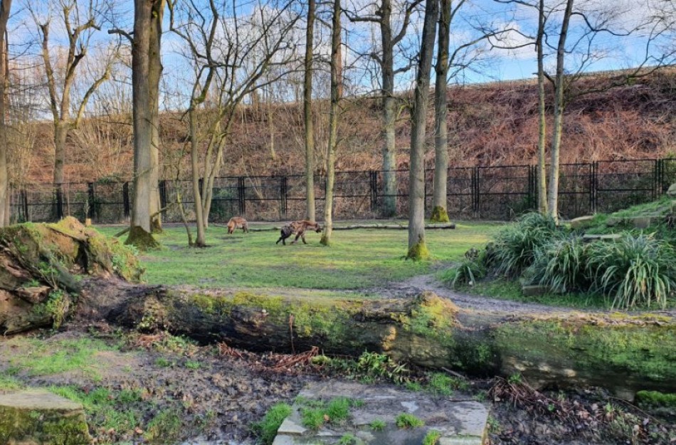 Bus griežtinami laukinių gyvūnų laikymo nelaisvėje reikalavimai