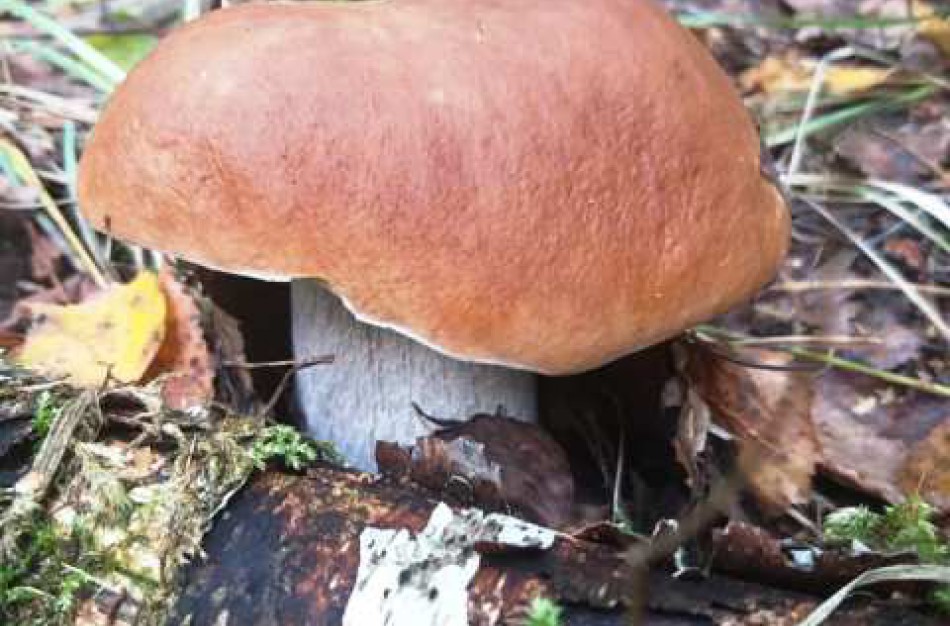 Grybavimui ar uogavimui miške reikia pasirengti