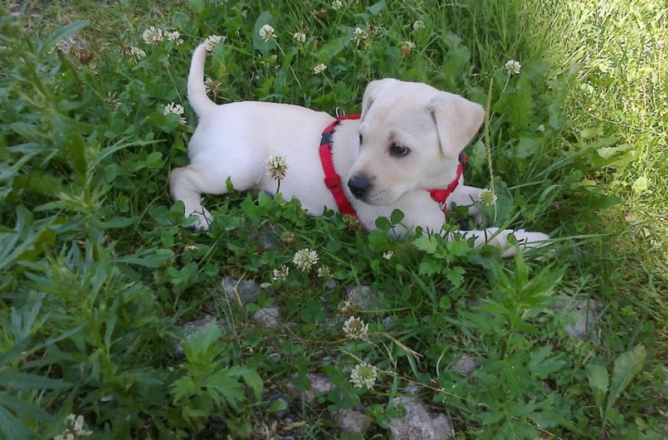 Kvietimas teikti siūlymus dėl gyvūnų augintinių priežiūros, gerovės užtikrinimo ir sveikatos būklės vertinimui aktualaus teisės akto projekto