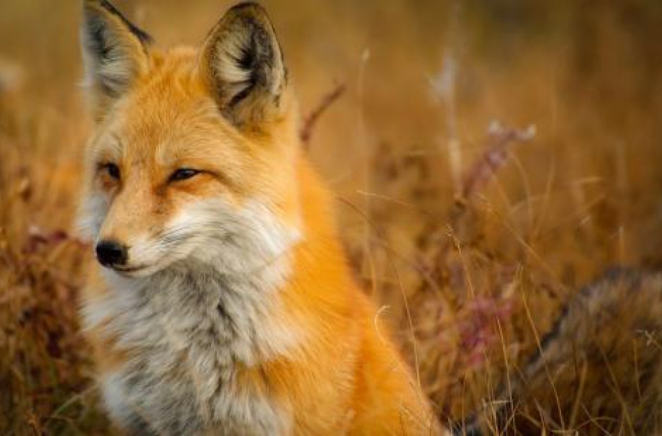 Minint Pasaulinę pasiutligės dieną: Lietuvoje šios ligos atvejų nebenustatoma