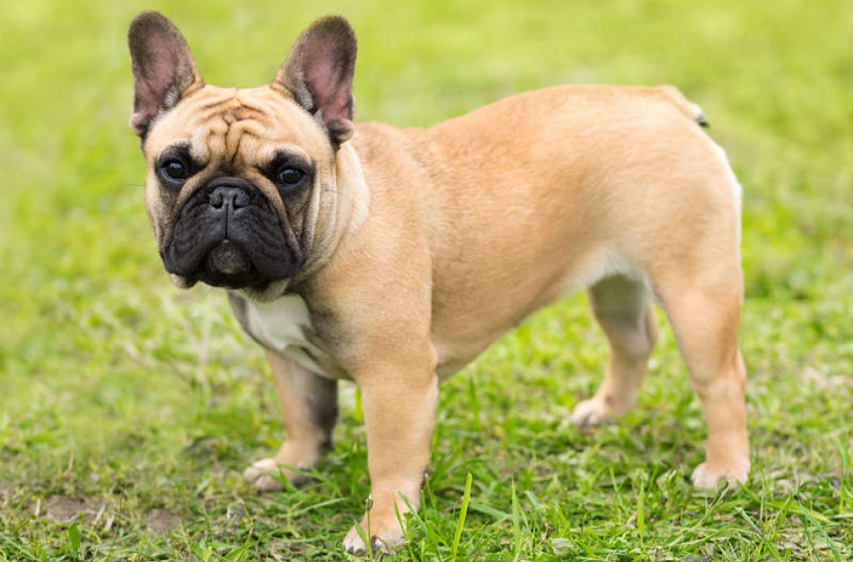 Jonavos rajone veikia gyvūnų daugykla? Gyventojų prašoma informacijos