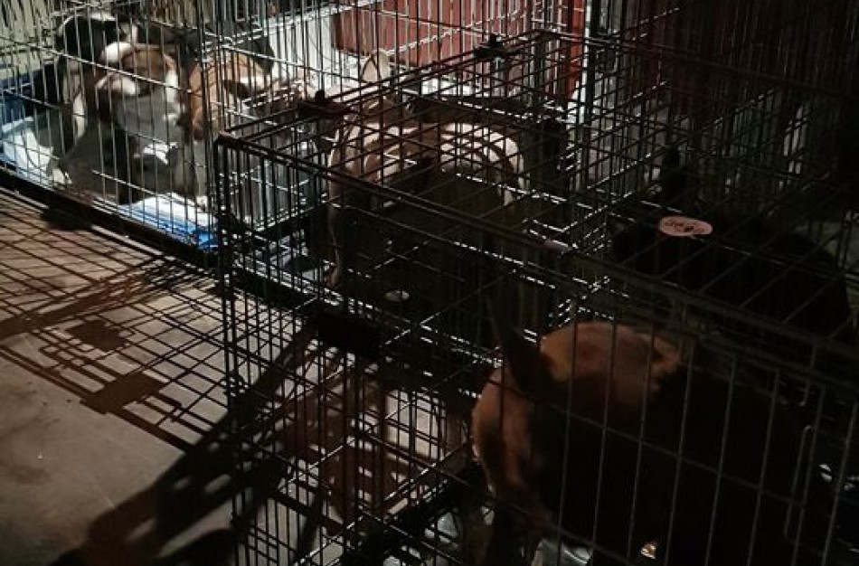 Reidas Jonavoje – jonaviečų dėka šunys paimti