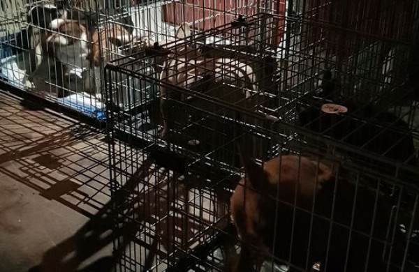 Reidas Jonavoje – jonaviečų dėka šunys paimti