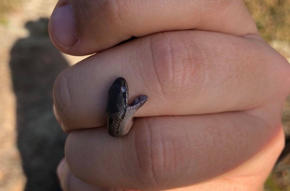 Herpetologas G. Paškevičius apie Jonavos rajono miškuose gyvenančius žalčius: ,,Tai – vertybė Vidurio Lietuvoje“