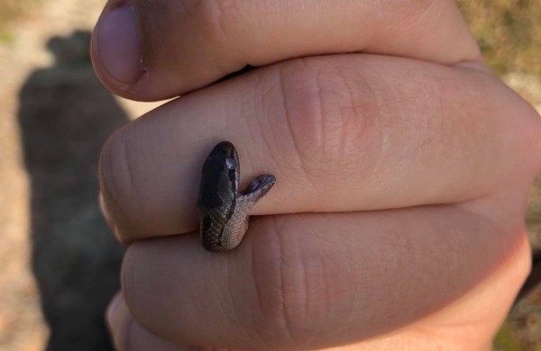 Herpetologas G. Paškevičius apie Jonavos rajono miškuose gyvenančius žalčius: ,,Tai – vertybė Vidurio Lietuvoje“