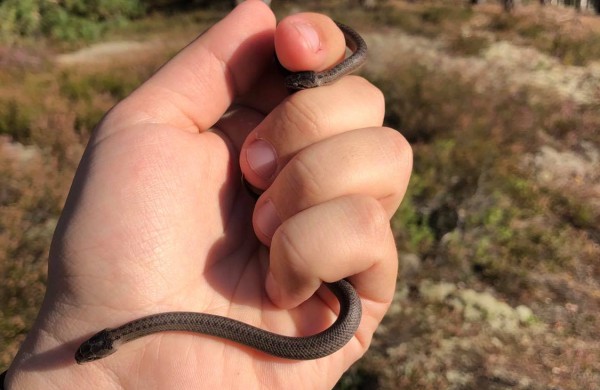 Herpetologas G. Paškevičius apie Jonavos rajono miškuose gyvenančius žalčius: ,,Tai – vertybė Vidurio Lietuvoje“