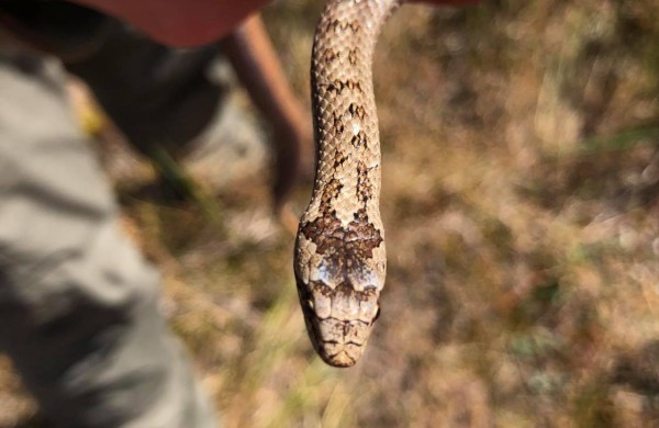Herpetologas G. Paškevičius apie Jonavos rajono miškuose gyvenančius žalčius: ,,Tai – vertybė Vidurio Lietuvoje“