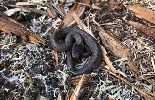 Herpetologas G. Paškevičius apie Jonavos rajono miškuose gyvenančius žalčius: ,,Tai – vertybė Vidurio Lietuvoje“