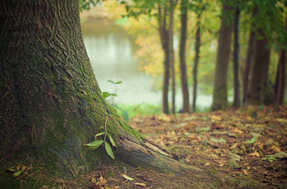 Spalio 15-ąją – medžioklės su varovais sezono pradžia
