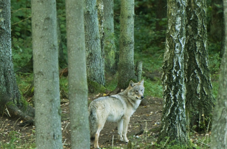 Per medžioklės sezoną leista sumedžioti 175 vilkus