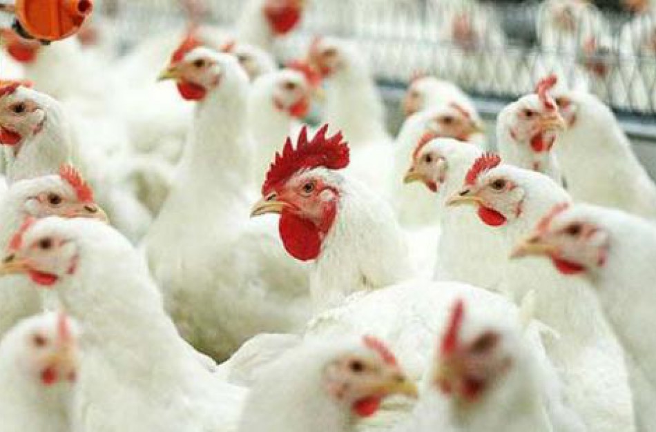 Lietuvoje mažėjant salmoneliozių atvejų, budrumo prarasti nereikėtų