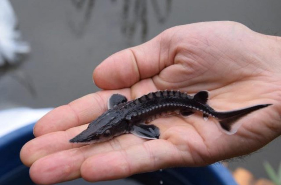 Į Šventosios upę išleista 20 tūkst. aštriašnipių eršketų šiųmetukų