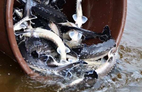 Į Šventosios upę išleista 20 tūkst. aštriašnipių eršketų šiųmetukų