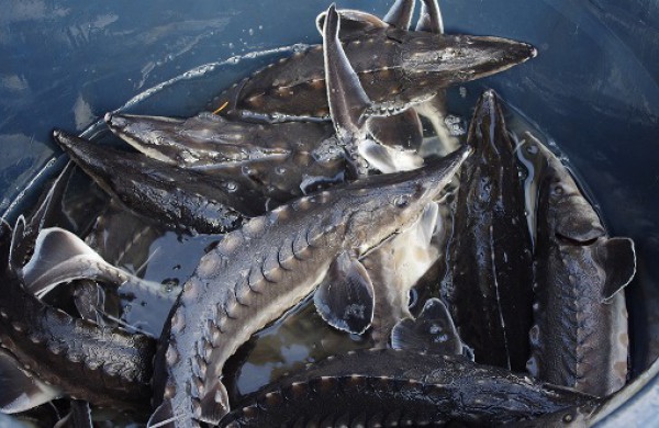 Į Šventosios upę išleista 20 tūkst. aštriašnipių eršketų šiųmetukų